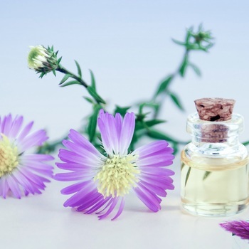 Toujours aucune reconnaissance pour les herboristes