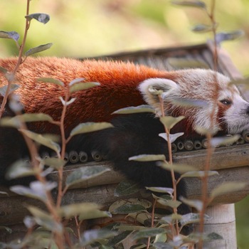 Pairi Daiza recrute : 300 postes à pourvoir dans des secteurs variés